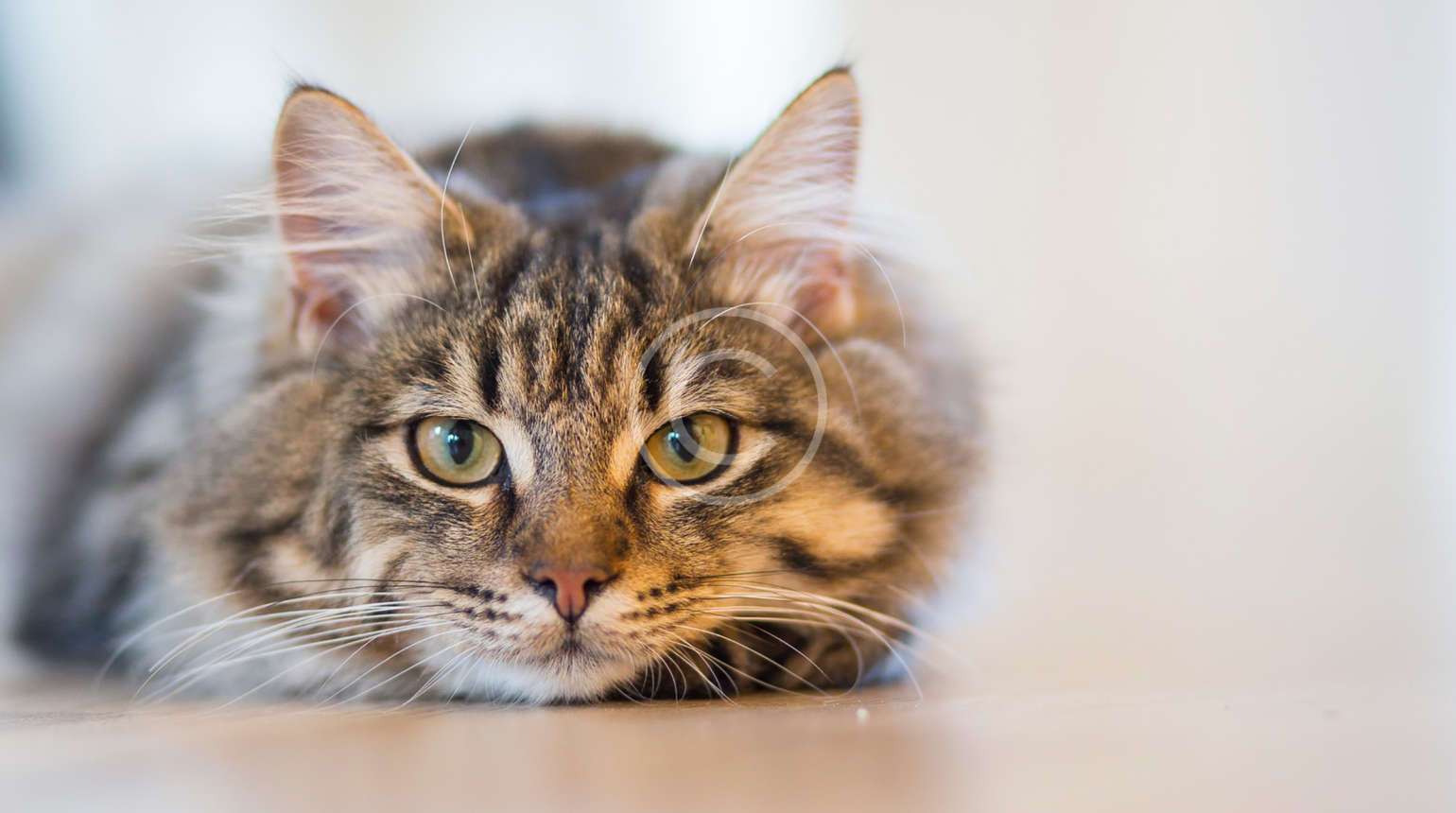 Why should your pet have their teeth cleaned?